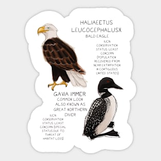 Bald Eagle and Common Loon Sticker